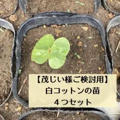 【茂じい様ご検討用】コットンの苗　白4つ| 綿花のサムネイル