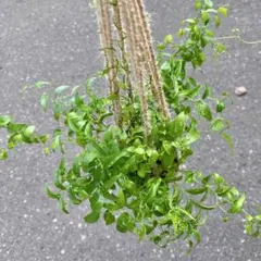 週末特価！6鉢価格！ココヤシ 幸福の木 フィカス 苗 観葉植物