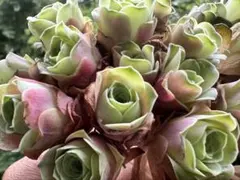 新入荷　グリーノビア　古月紅　アエオニウム　多肉植物　I苗　撮影6月23日
