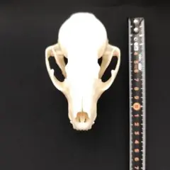 希少】ツキノワグマ 頭蓋骨 標本／ハンティング素材・インテリア・研究