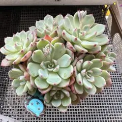 リトルフォックス アエオニウム 多肉植物 - メルカリ