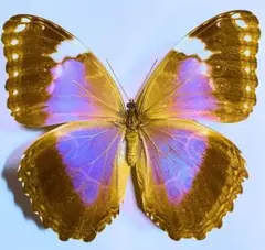 2026年最新】モルフォ 標本の人気アイテム - メルカリ