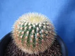 kenn様 リクエスト 3点 まとめ商品