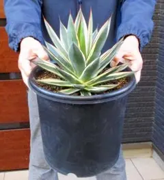 2025年最新】アガベスノーグロー錦の人気アイテム - メルカリ