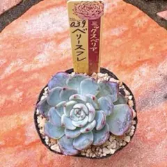 多肉植物 おらいさん苗 ベリースフレ ミックスベリア 札なし