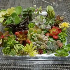 ロヴィン様 リクエスト 4点 まとめ商品