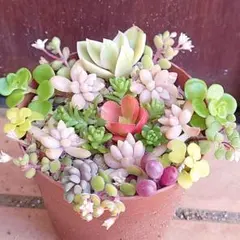 ゆうこ様 リクエスト 2点 まとめ商品