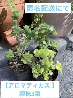 アロマティカス 根付き　抜き苗　親株3苗