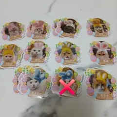 豆柴助様 ご確認用 専用ページ No199】豆柴助様 ご確認用 - メルカリ