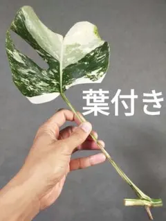 L19】斑入りモンステラ ホワイトタイガー 葉付きカット茎 成長点1つ