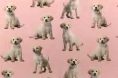【ゆきちゃん限定】X2129-3 ラブラドールレトリバー 子犬 ピンク 布 1m