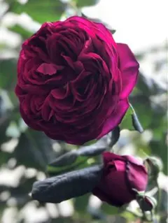 ちぃ様 リクエスト 2点 まとめ商品