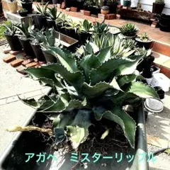 超希少❣️穫りたて特優良血統ライナー付子株❣️アガベパリー吉祥天錦