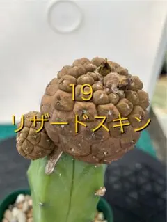 2025年最新】コピアポア ヒポガエア リザードスキンの人気