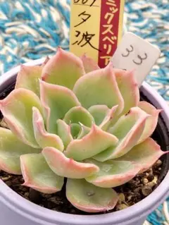 ミックスベリア おらいさん苗 パステルブロッサム - メルカリ