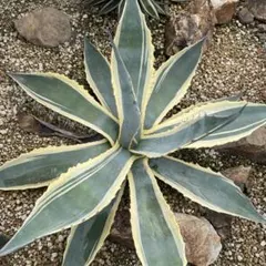 2026年最新】アガベ マシュマロクリームの人気アイテム - メルカリ