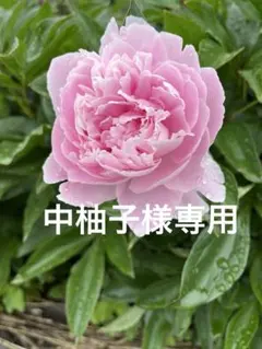 中柚子様専用 山梨県様　若桃　加工用　大きめ 約10キロ　 産地発送のサムネイル
