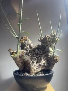 2026年最新】アデニア ペチュエリーの人気アイテム - メルカリ