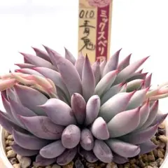 2026年最新】青鬼 多肉の人気アイテム - メルカリ