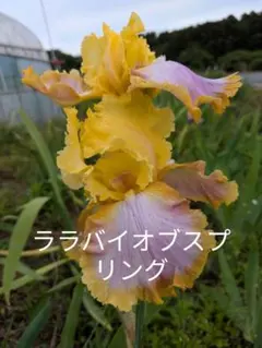 ジャーマンアイリス（ララバイオブスプリング）１芽のサムネイル