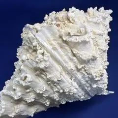 2026年最新】シャコ貝の人気アイテム - メルカリ