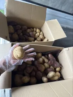 じゃがいも るるる様専用
