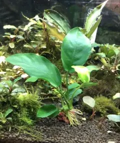 chikabon様 リクエスト 3点 まとめ商品