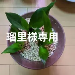 サンスベリア ダンシングドラゴン　超希少　ビッグサイズ 2025年最新】サンセベリアドラゴンの人気アイテム - メルカリ