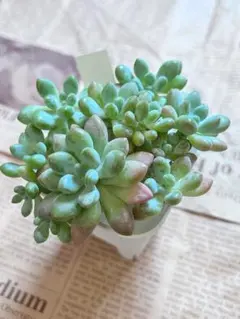 N*y様 M778 キャビア 70株 多肉植物 抜き苗 エケベリア 韓国苗 2025