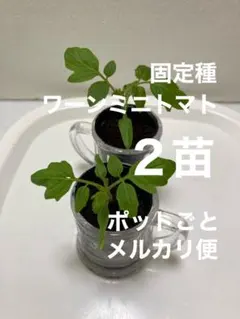 るんるん様 リクエスト 3点 まとめ商品