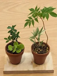 ミニ盆栽 2鉢セット 斑笹・ハゼのサムネイル