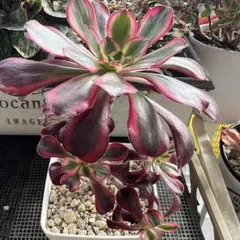 2026年最新】アエオニウム シャネルの人気アイテム - メルカリ