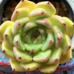 NEW❗️【レア種】大人気エケベリア　韓国苗　沙羅姫牡丹　美苗　厳選苗　多肉植物❣️のサムネイル