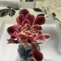 91#観葉植物アエオニウム錦❤️ピンクウィッチ錦❤️2大頭14cm 拔き苗