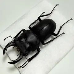 2026年最新】オオクワガタ標本の人気アイテム - メルカリ