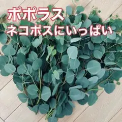 ネコポス パール アカシア ミモザ フレッシュ 枝 葉 ドライフラワー