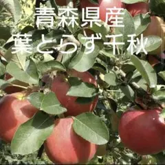 しゅんちゃん様専用　葉とらず千秋　家庭用