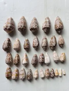 고치현산 이모가이타가야산시 조개 31마리