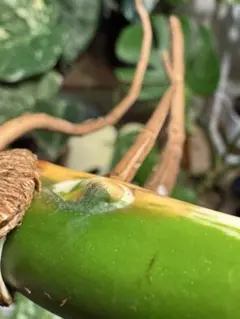 ぐっちゃん様 リクエスト 2点 まとめ商品