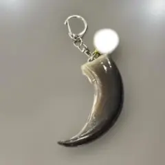 金毛 ヒグマ 巨大 爪 熊の爪 - メルカリ