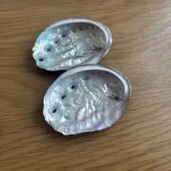 アワビの貝殻 2個セット