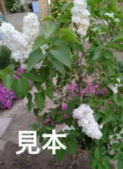 ライラック リラワンダー 抜き苗 第4種発送 - メルカリ