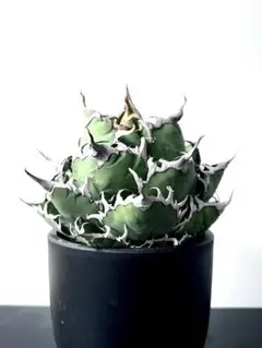 92 アガベ中株3株まとめ売りシーザー、フィリグリー、海王 92 アガベ中株3株まとめ売りシーザー、フィリグリー、海王