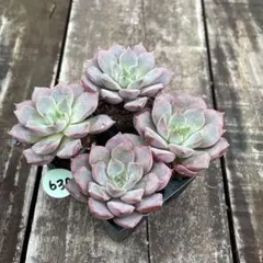 2025年最新】フラワー・ガーデニングの人気アイテム - メルカリ