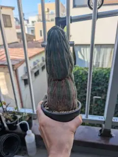 Euphorbia Obesaユーフォルビアオベサ 木質化アロー柄ロング株発根済