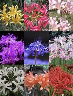 ふかちん様専用　2セット