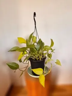 引取特価】【かわいい】【セール】フィロデンドロングラジエラエ3.5号