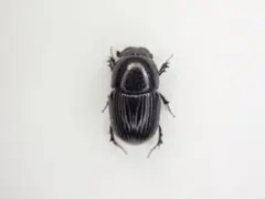 ☆貴重☆オスモウサンコガネ標本特大サイズ - メルカリ