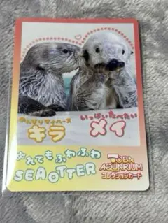鳥羽水族館 コレクションカード ラッコ キラ メイ 70周年記念生きもの