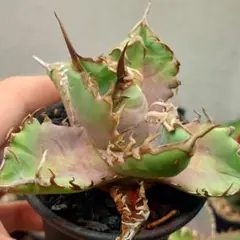 オテロイ実生　青葉 アガベ オテロイ 実生【399】 | PROTOLEAF プロトリーフ
